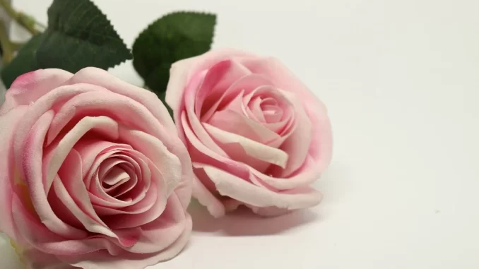 rosa 1